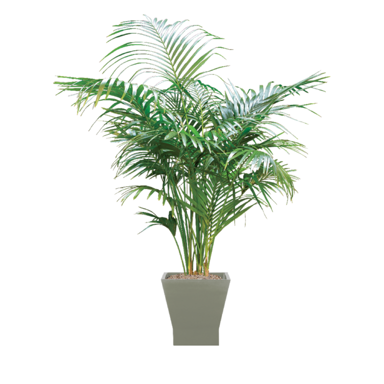 Kentia Palm Care, Water, Sunlight Guide Plantscape LIVE