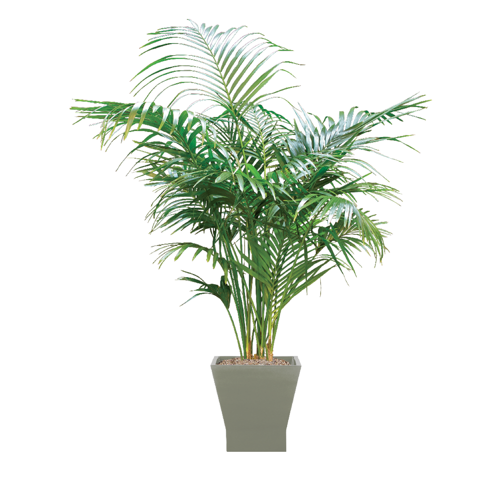 Palm Kentia 6'
