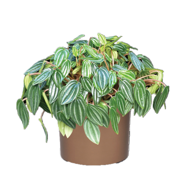 Watermelon Peperomia Plant Care, Water, Light Guide Plantscape LIVE