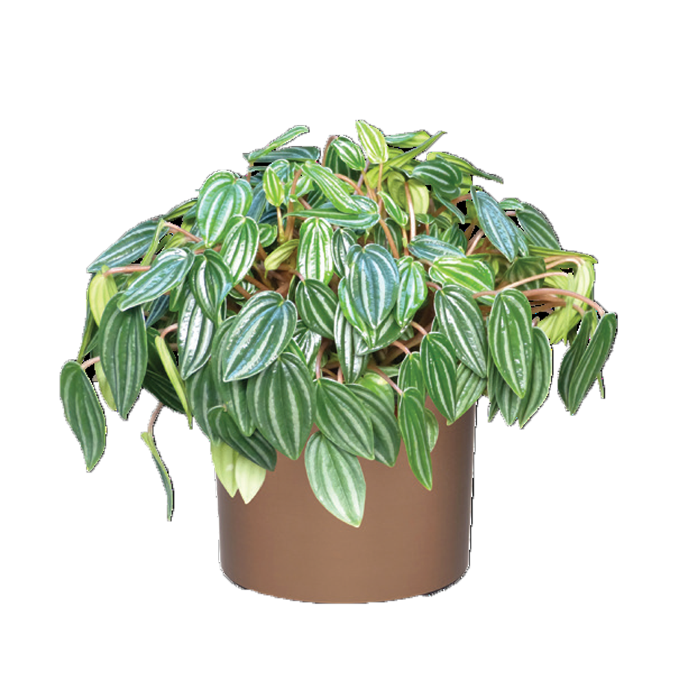 Peperomia_Watermelon