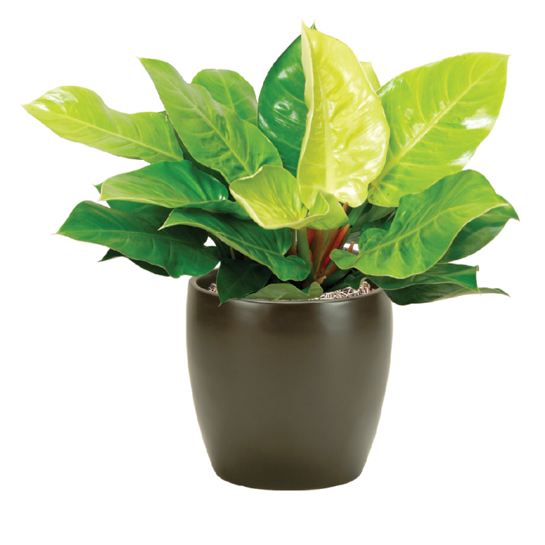 Philodendron Moonlight Plant Care, Water, Light Guide Plantscape LIVE