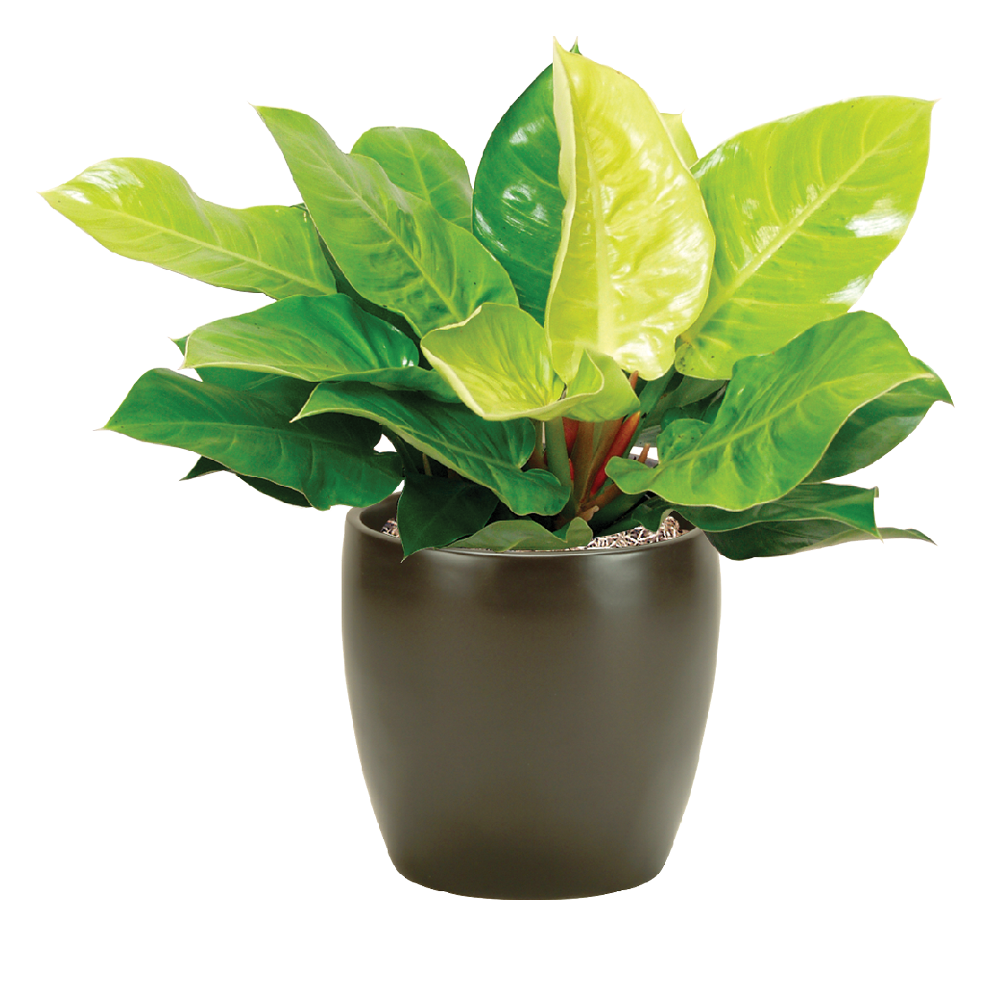 Philodendron Moonlight