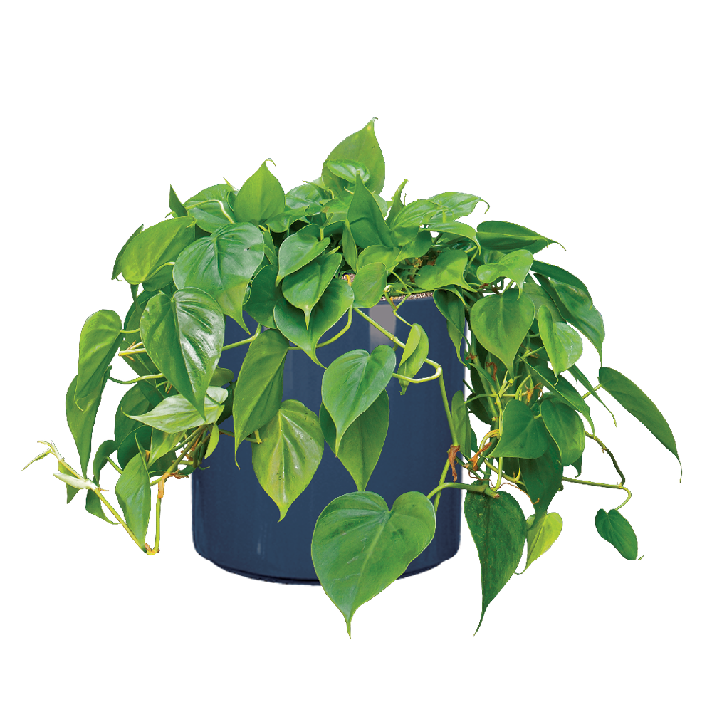 Philodendron Heartleaf