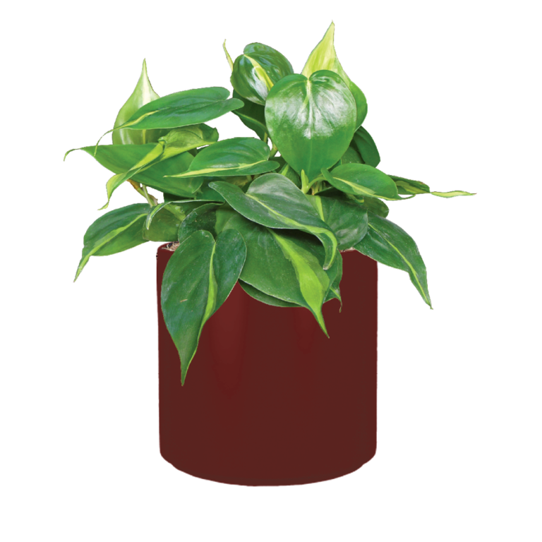 Philodendron Brasil Plant Care, Water, Light Guide Plantscape LIVE