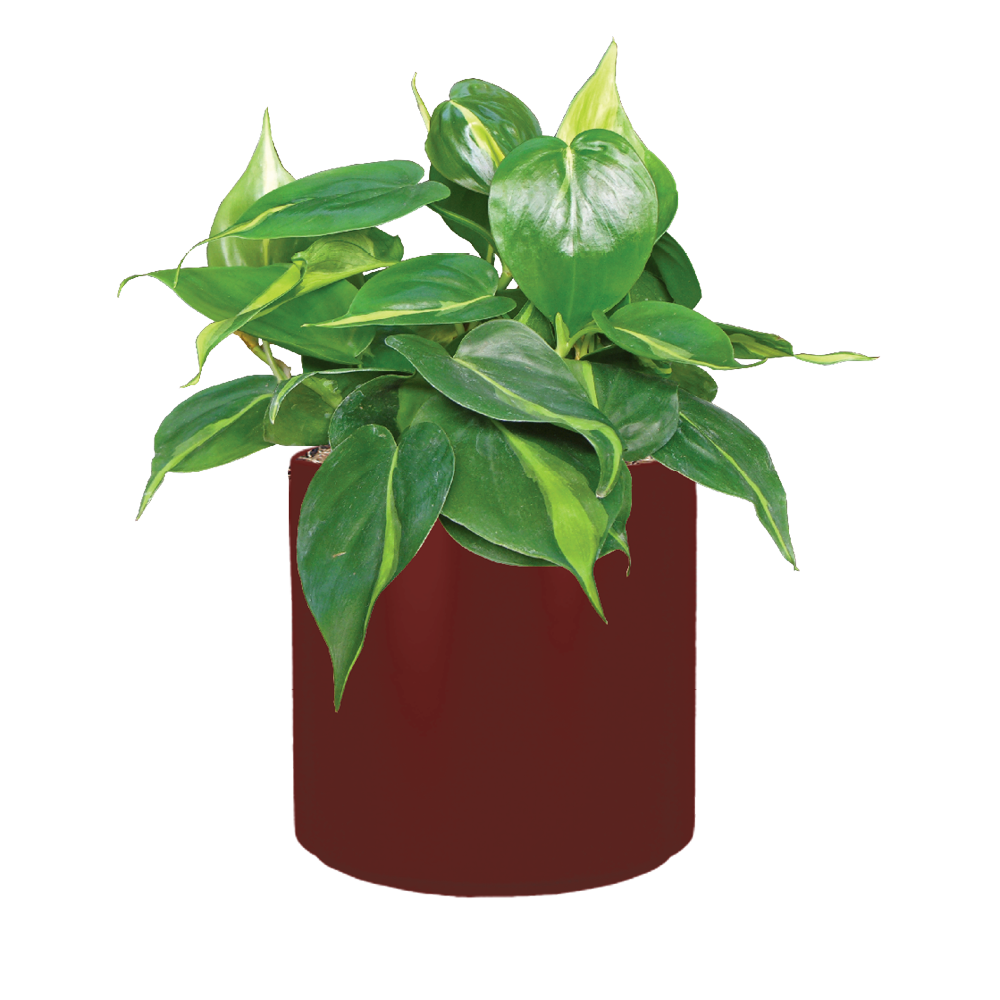 Philodendron Brasil