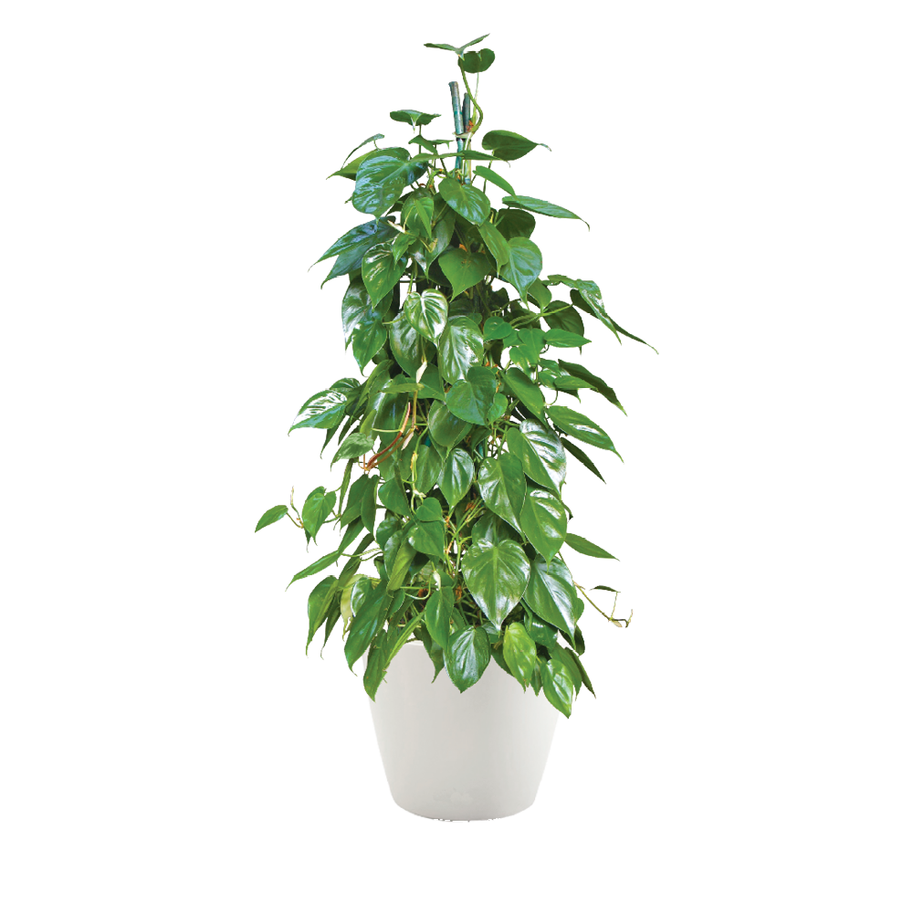 Philodendron Pole