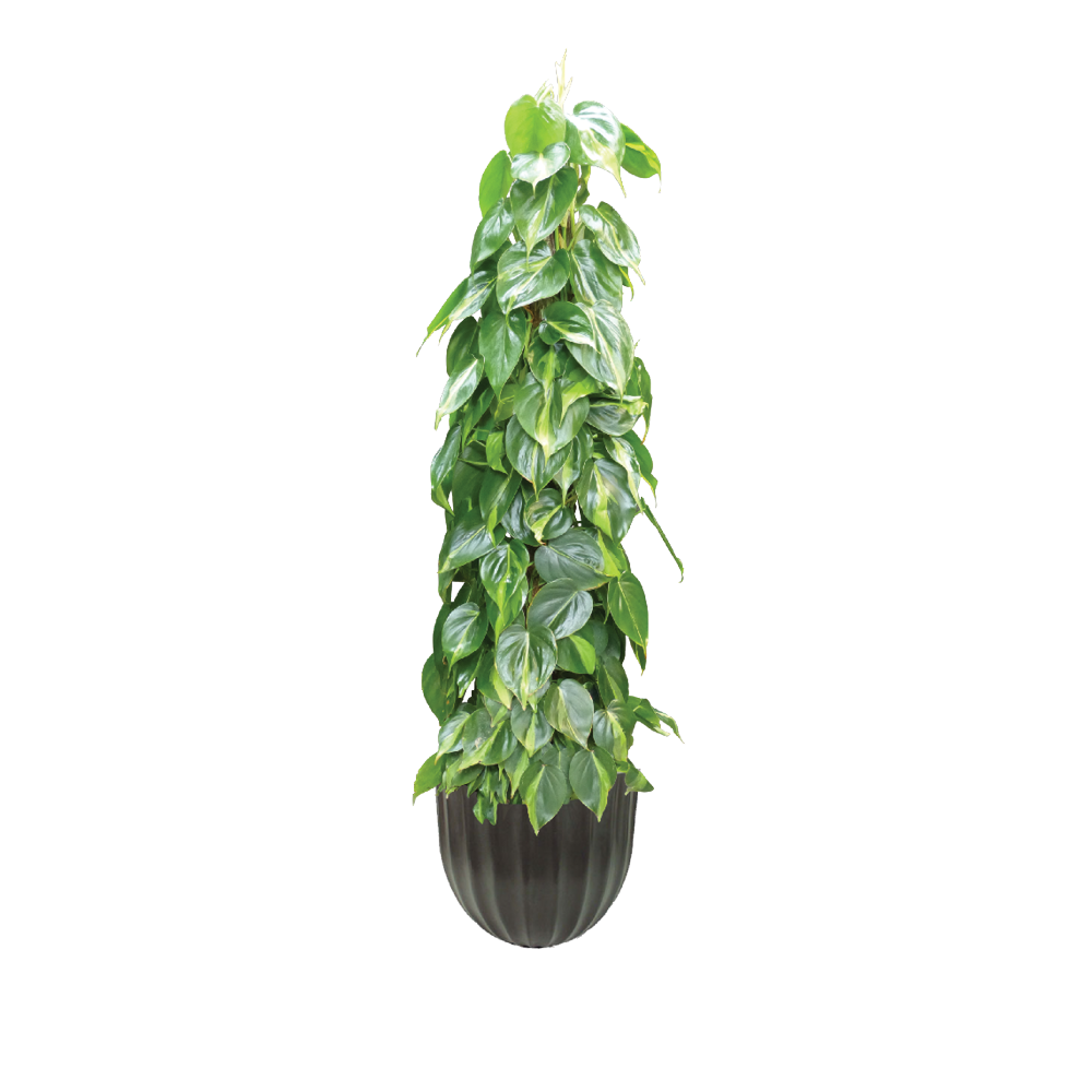 Philodendron_Brasil_pole