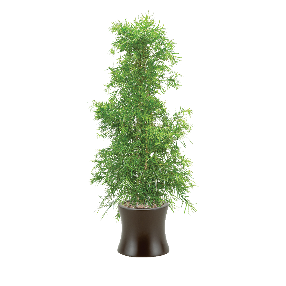 Podocarpus Bush