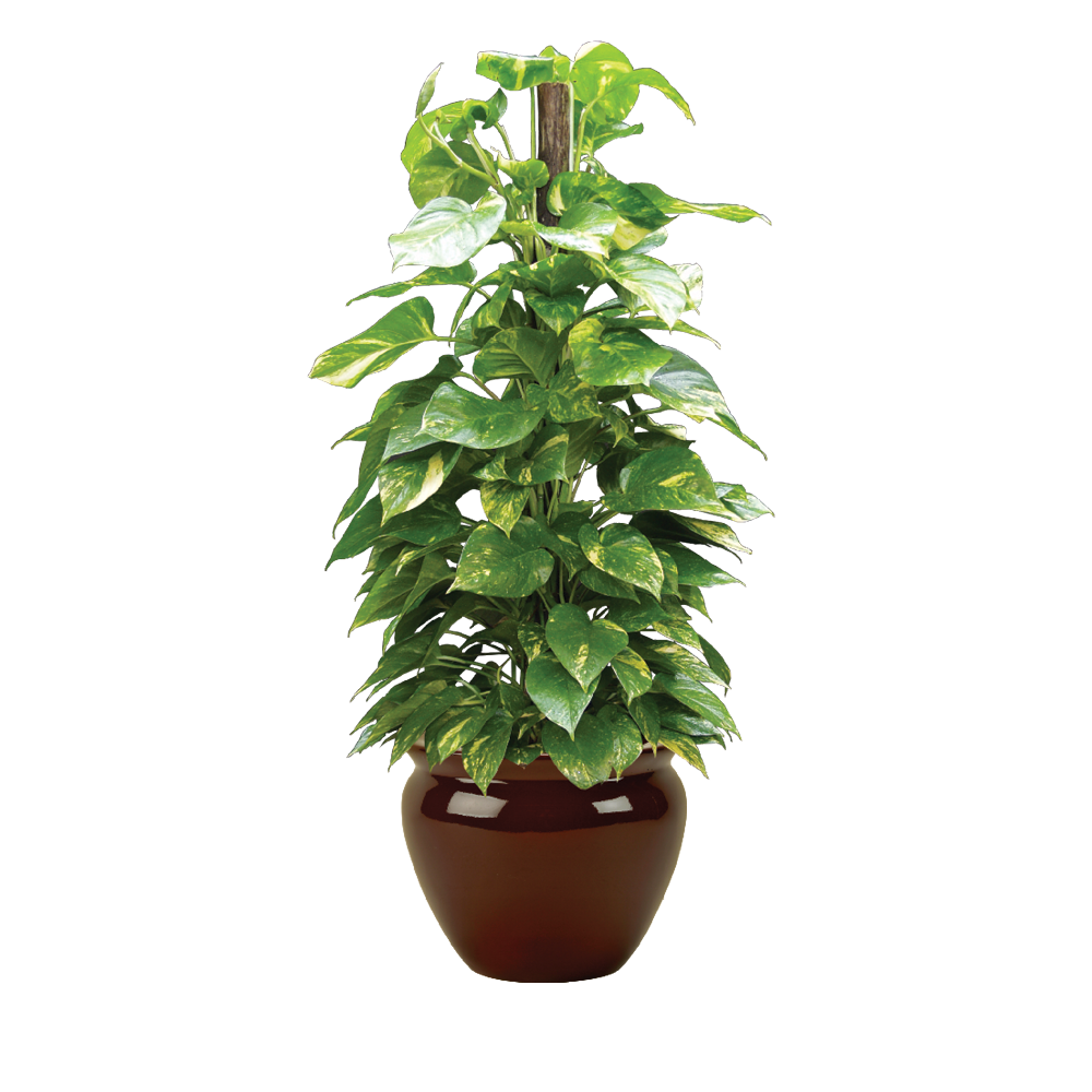 Pole Pothos
