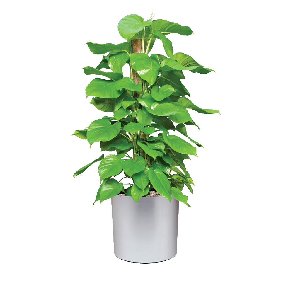 Ivy, Pothos Jade