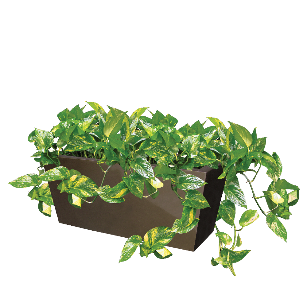 Ivy, Pothos Golden