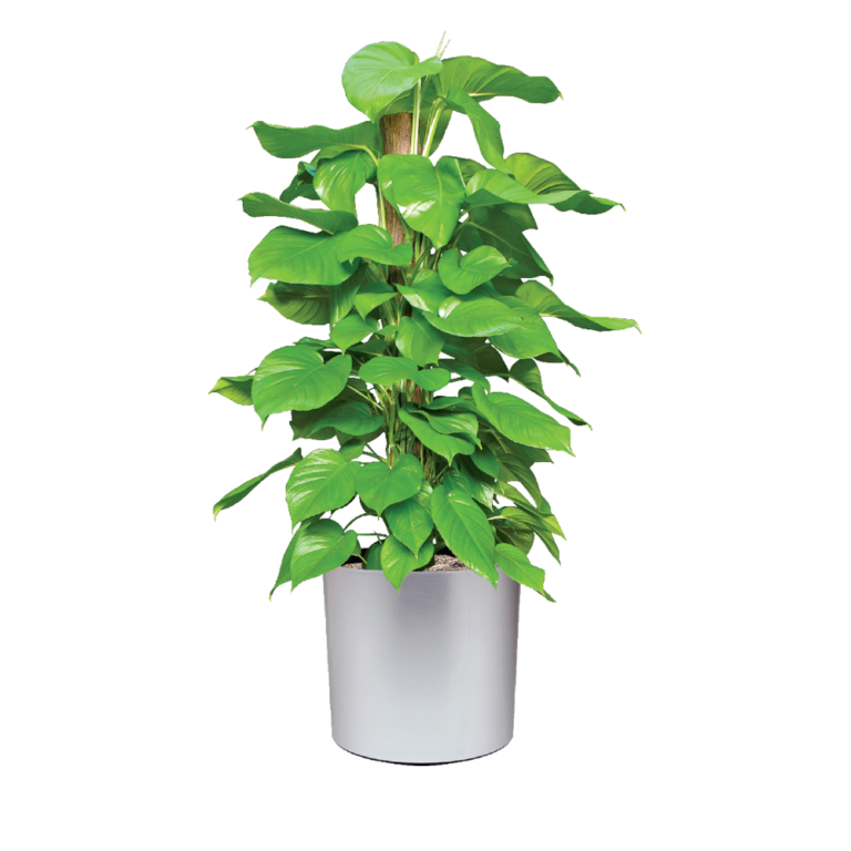 Live Pothos Plant Care Jade Pothos Low Light Plantscape LIVE