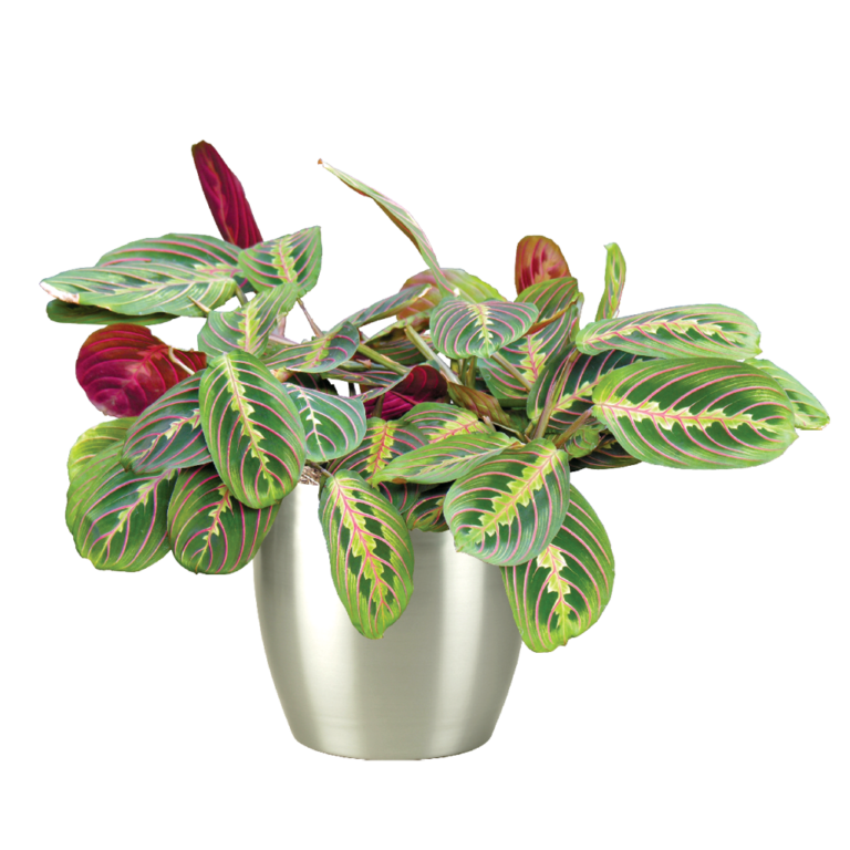 Prayer Plant Ivy Care, Water, Sunlight Guide Plantscape LIVE
