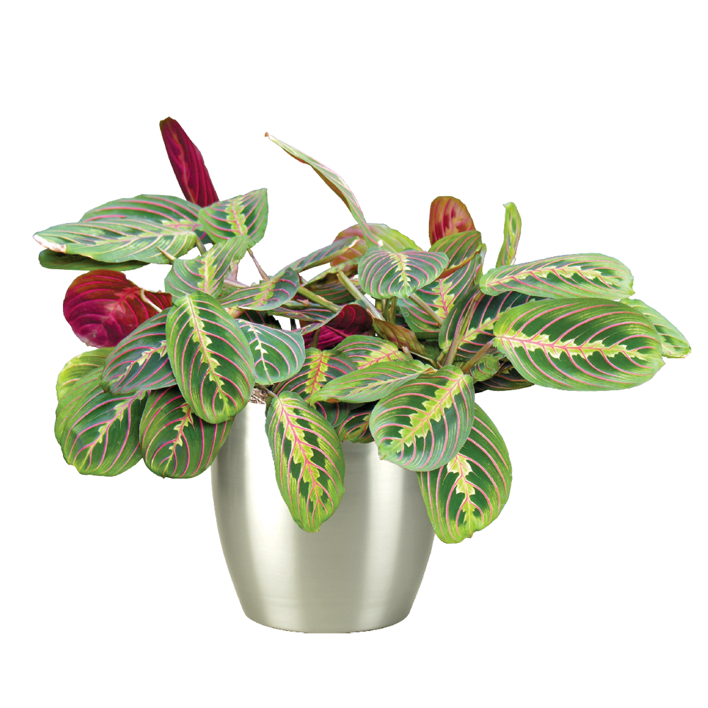 Prayer Plant