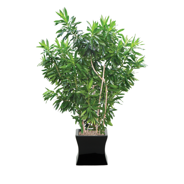 Dracaena Reflexa Plant Care, Water, Sunlight Guide Plantscape LIVE