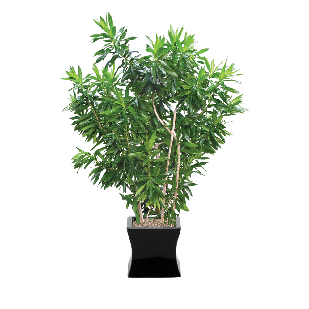 Dracaena, Reflexa