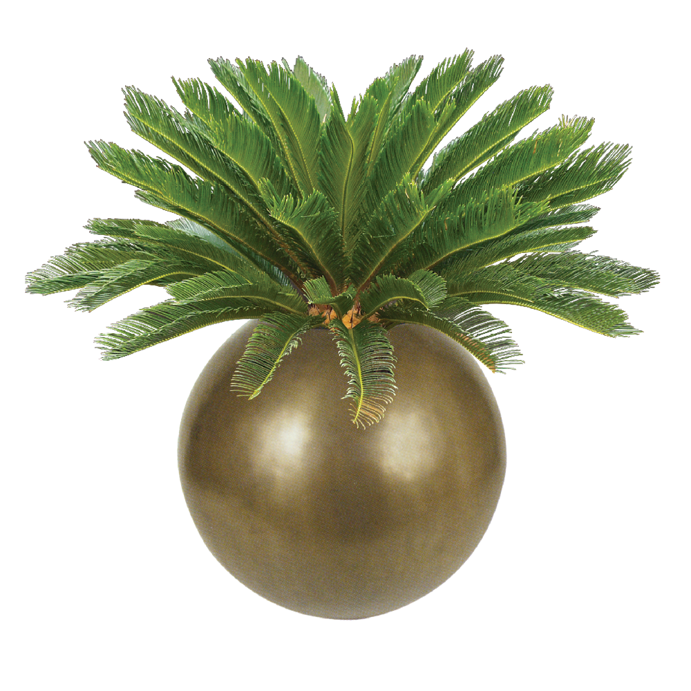 Palm, Sago
