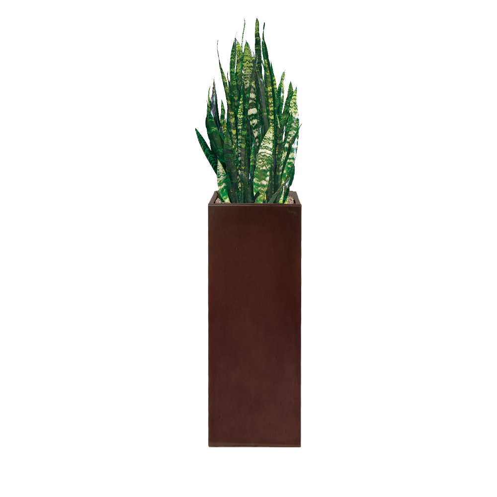 Sanseveria BlackCoral