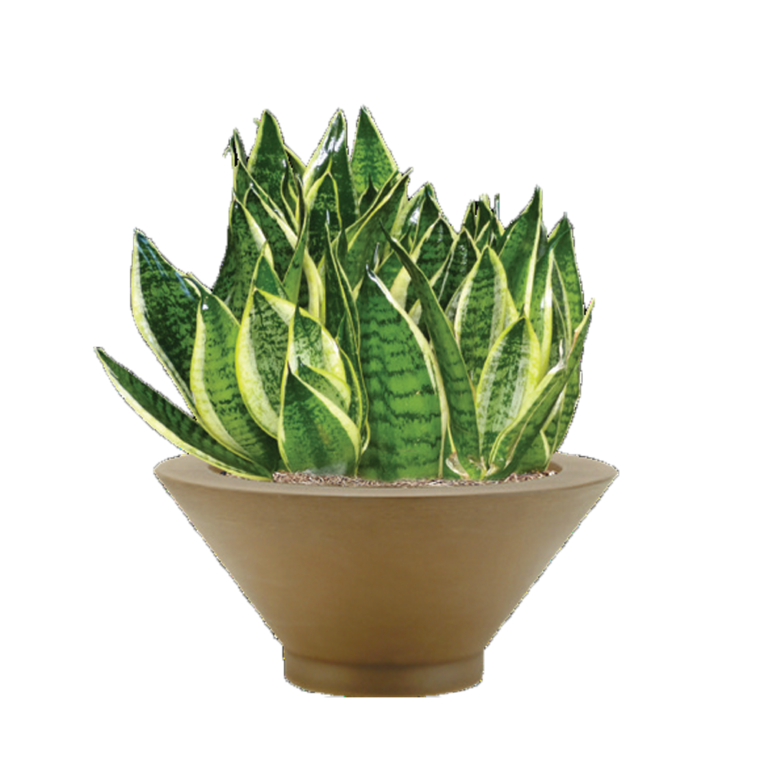 Sansevieria, Variegated Hahni Plantscape LIVE