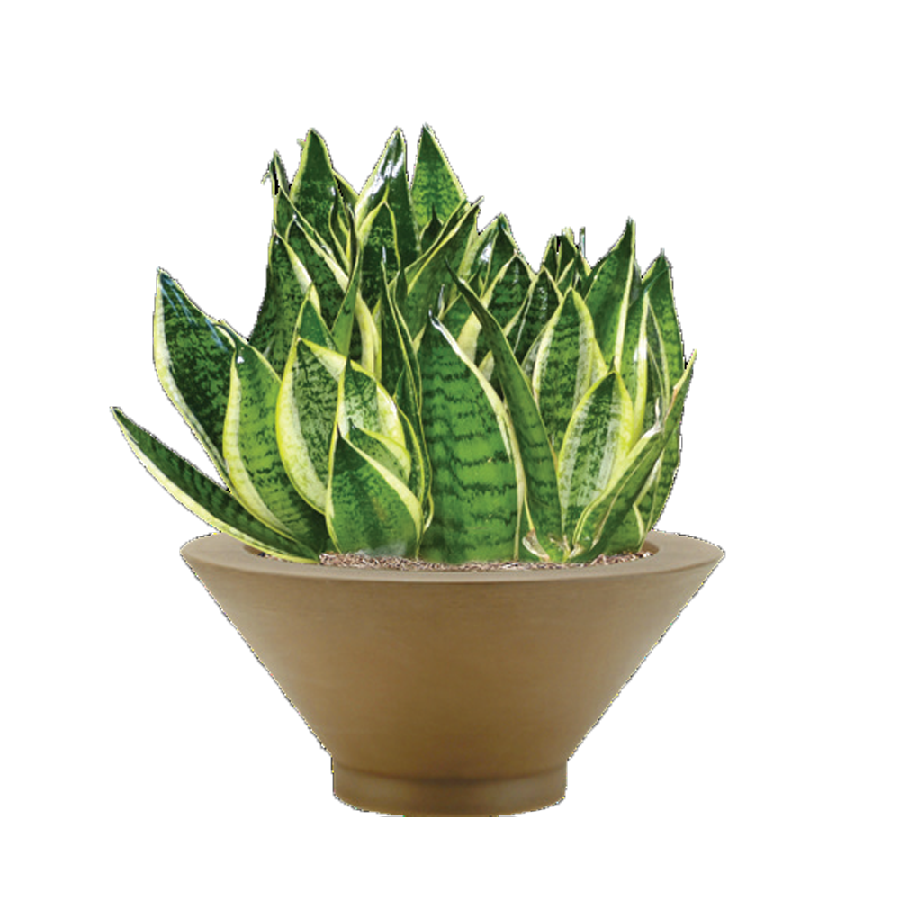 Sanseveria Hahni Variegated