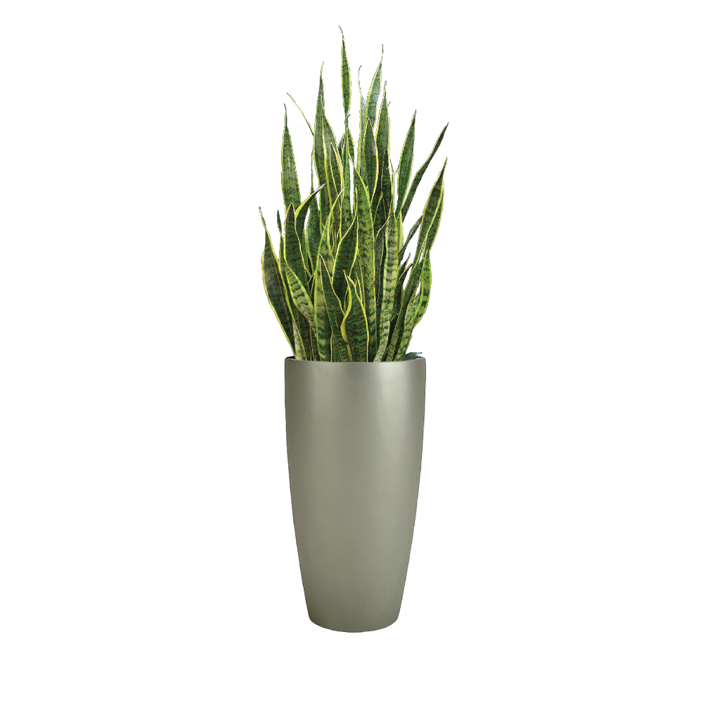 Sanseveria Laurentii