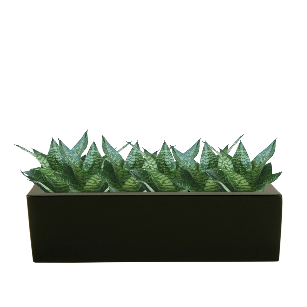Sansevieria_Hahnii