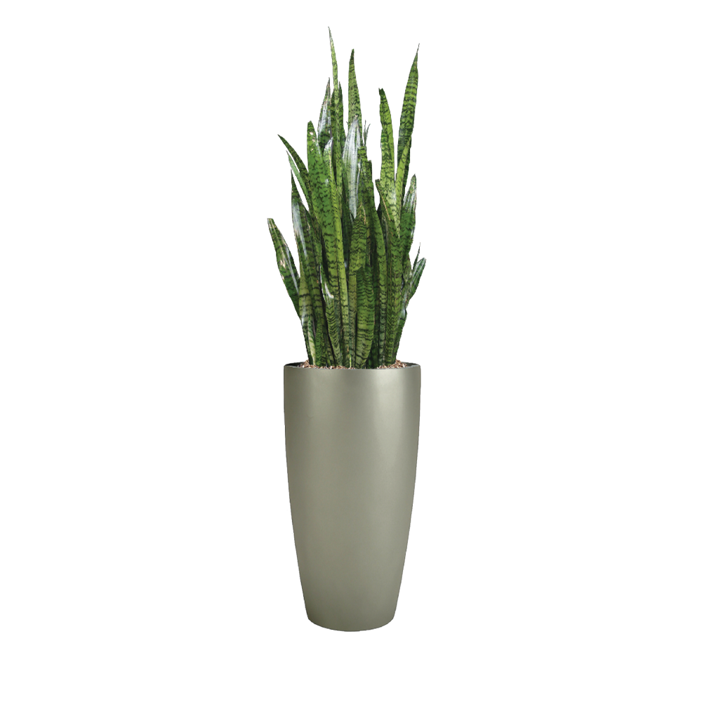 Sansevieria Zeylonica