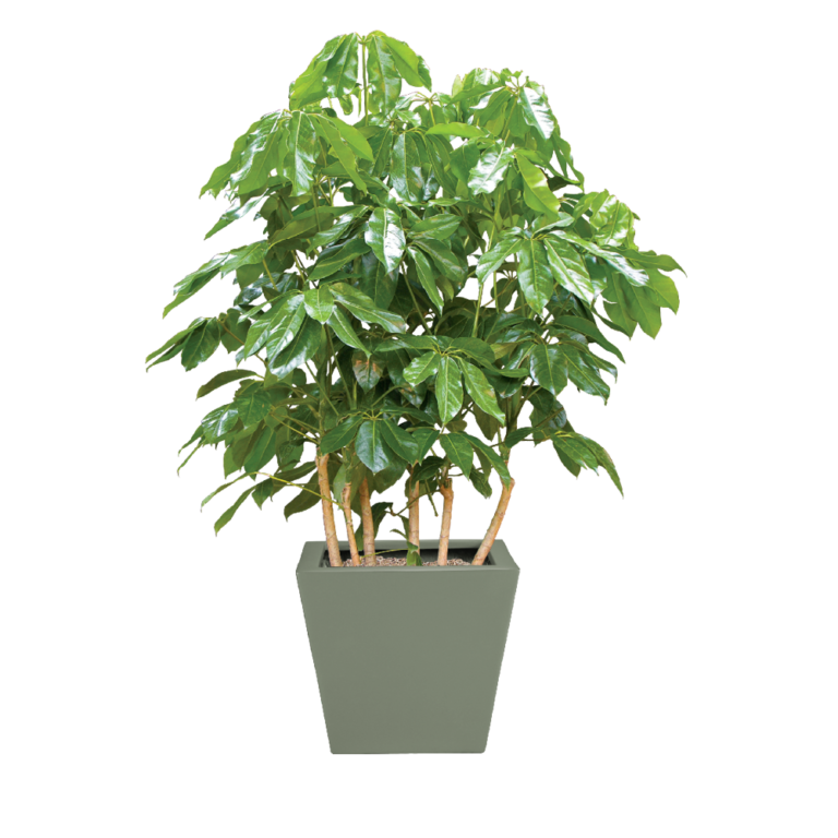 Schefflera Amate Plant Care, Water, Sunlight Guide Plantscape LIVE