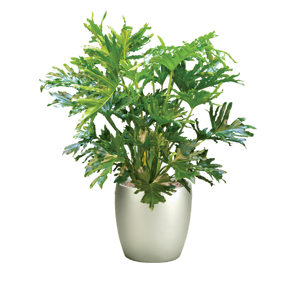 Philodendron Selloum