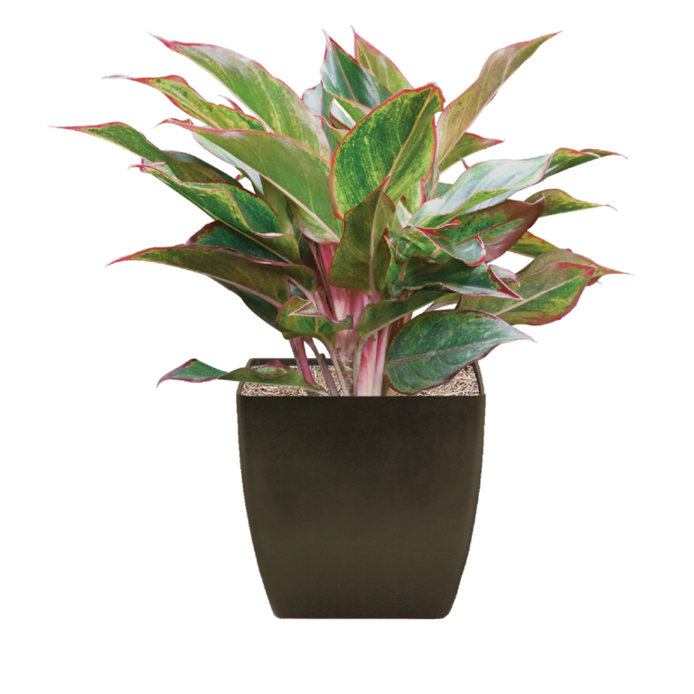 Chinese Evergreen, Siam Plantscape LIVE