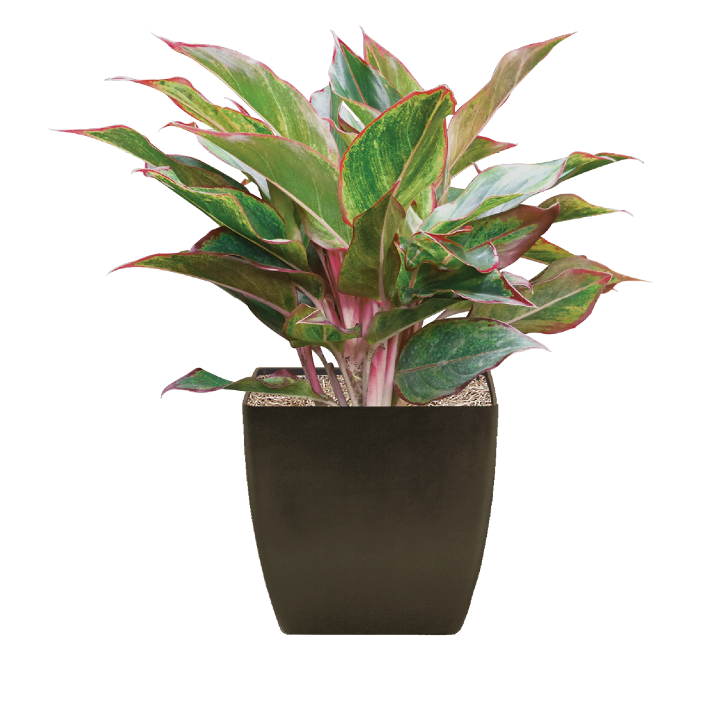 Chinese Evergreen, Siam