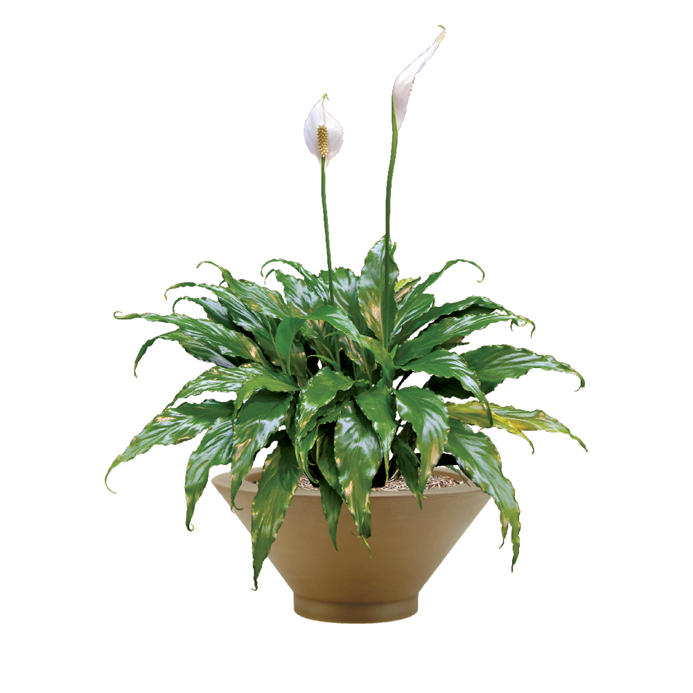 Spathiphyllum Petite