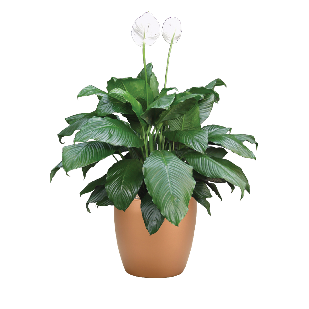 Spathiphyllum Supreme
