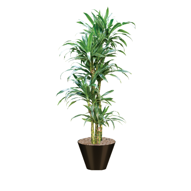 Dracaena Warneckii Cane Plant Care Guide Plantscape LIVE