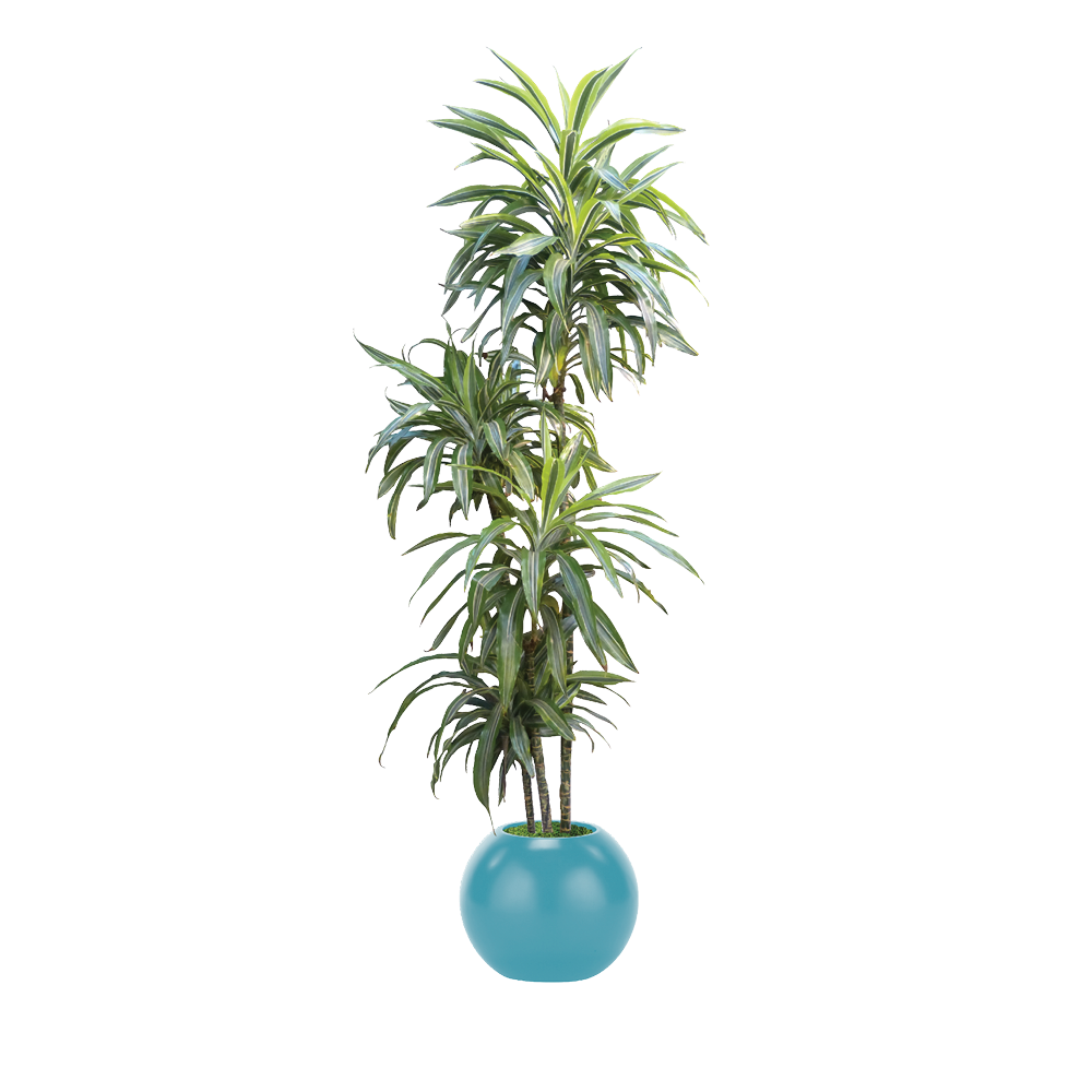 Dracaena, Warneckii Lemon-Lime