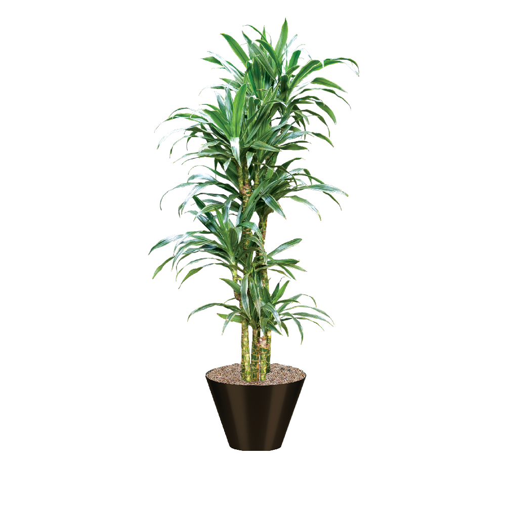 Dracaena, Warneckii Cane