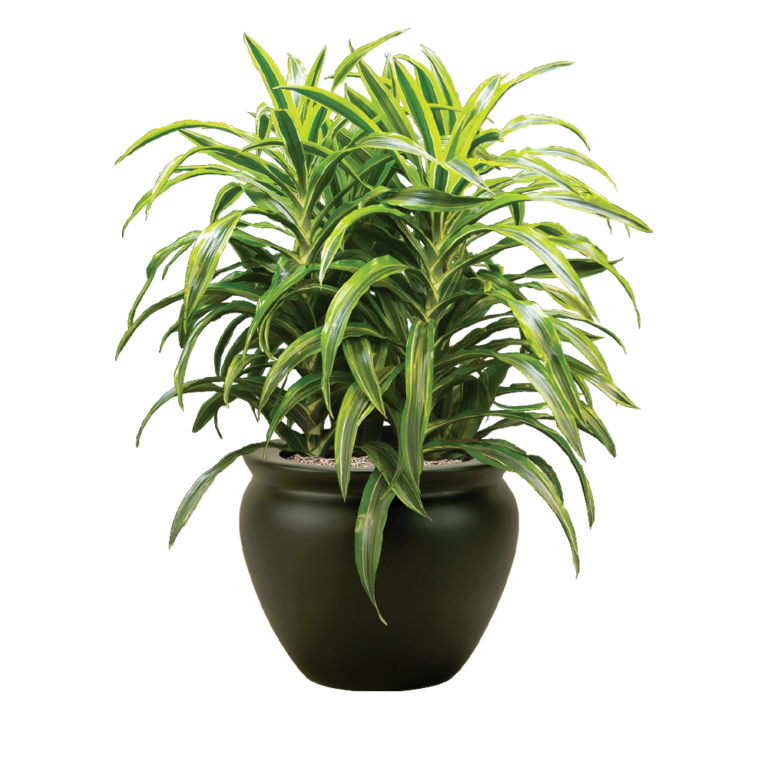 Dracaena Warneckii LemonLime Plant Care Guide Plantscape LIVE