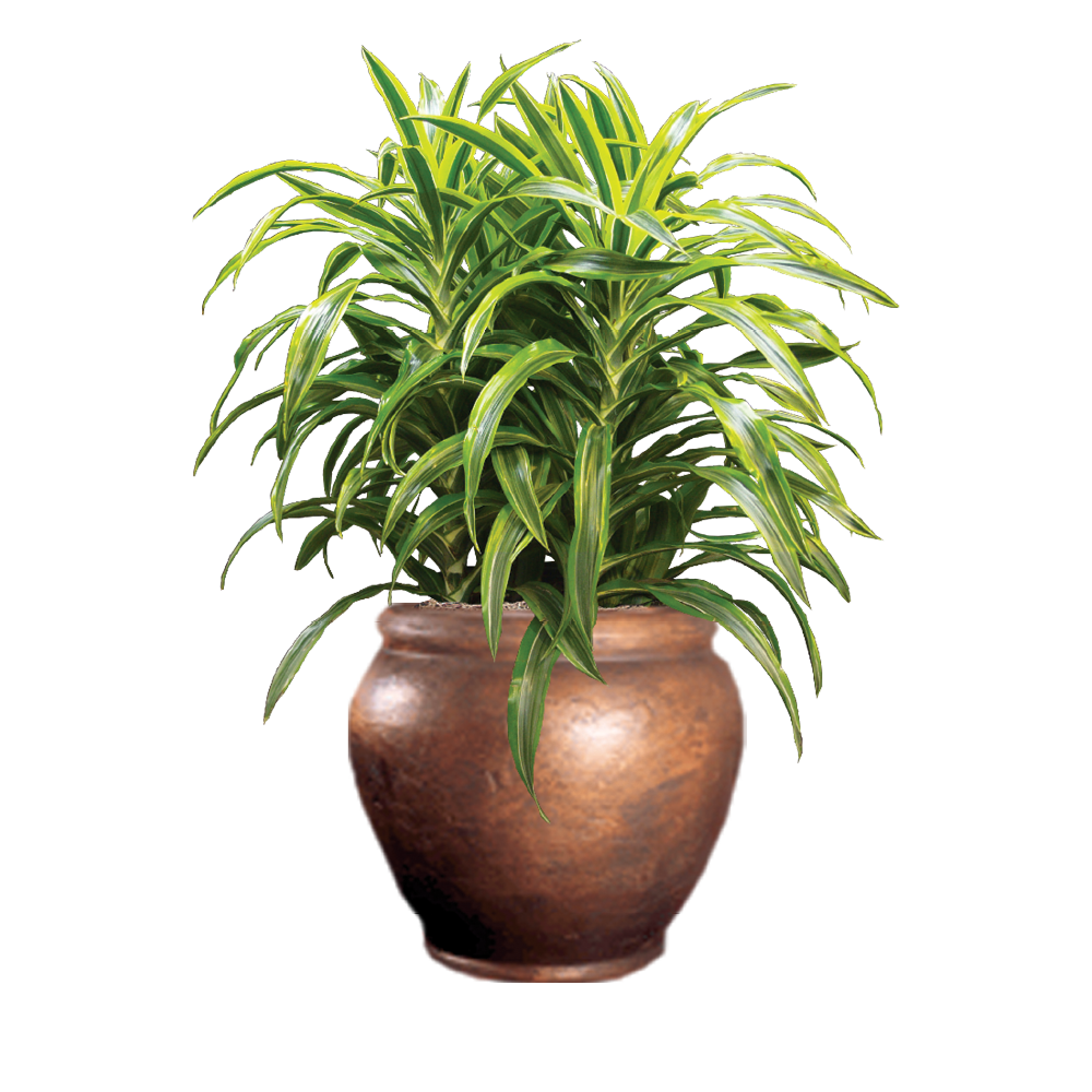 Dracaena, Warneckii Standard Variegated