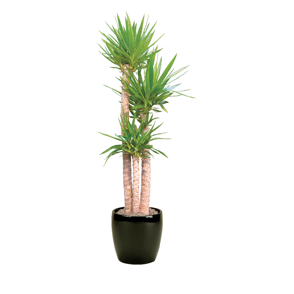 Yucca Cane
