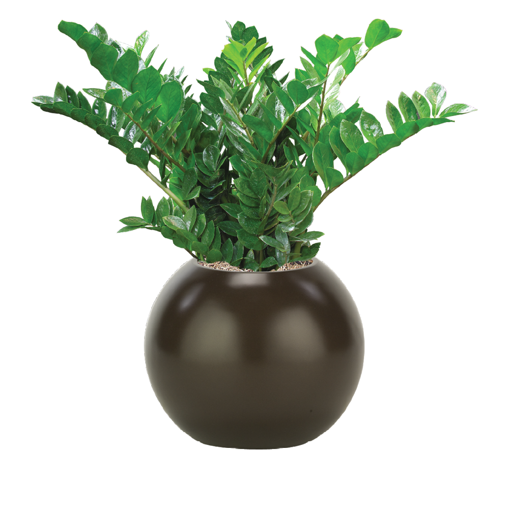ZZ Plant