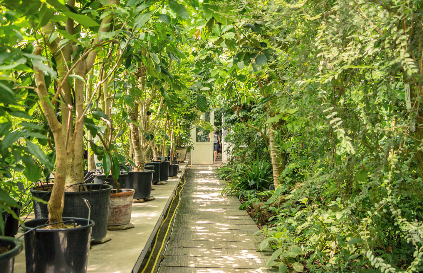 Local Plant Nursery Live Plant Delivery Plantscape LIVE