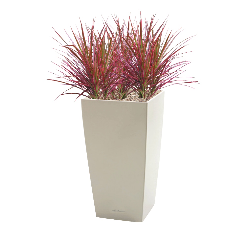 Dracaena Colorama