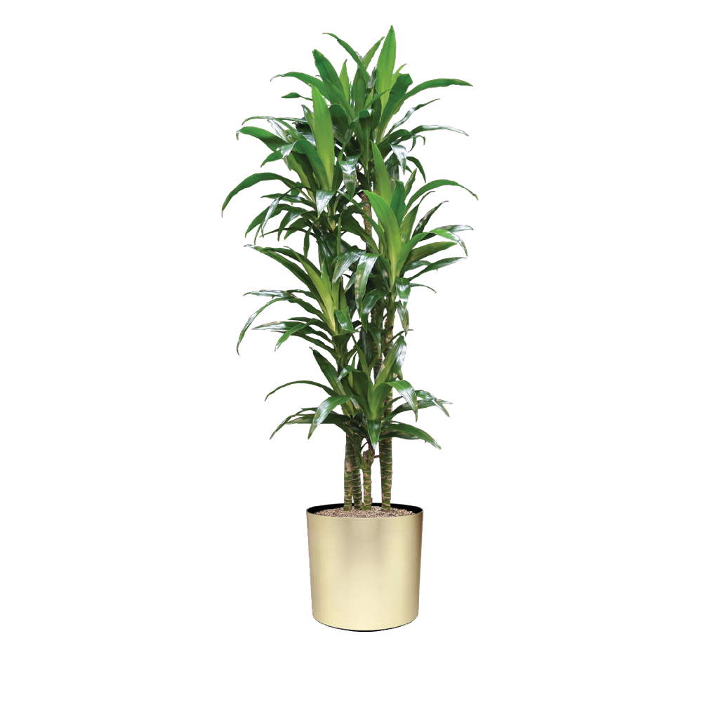 Dracaena, Lisa Cane