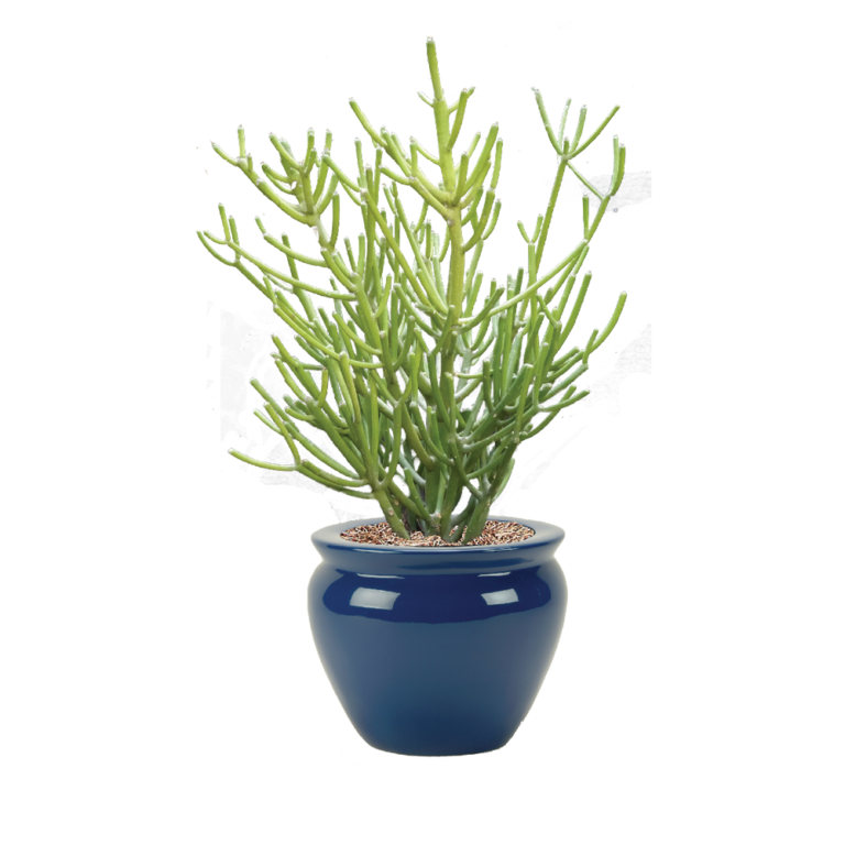 Pencil Cactus - How to Care for Pencil Cactus | Plantscape LIVE