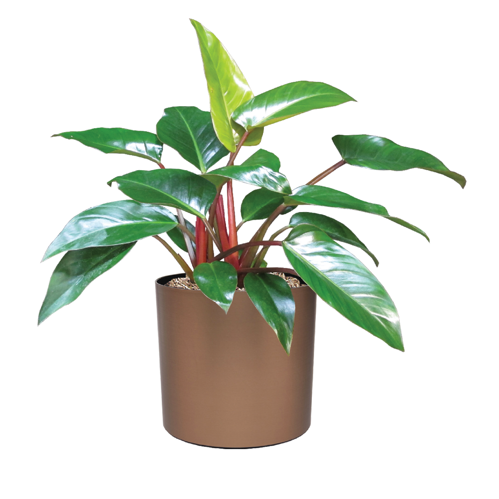 Philodendron, Congo Rojo
