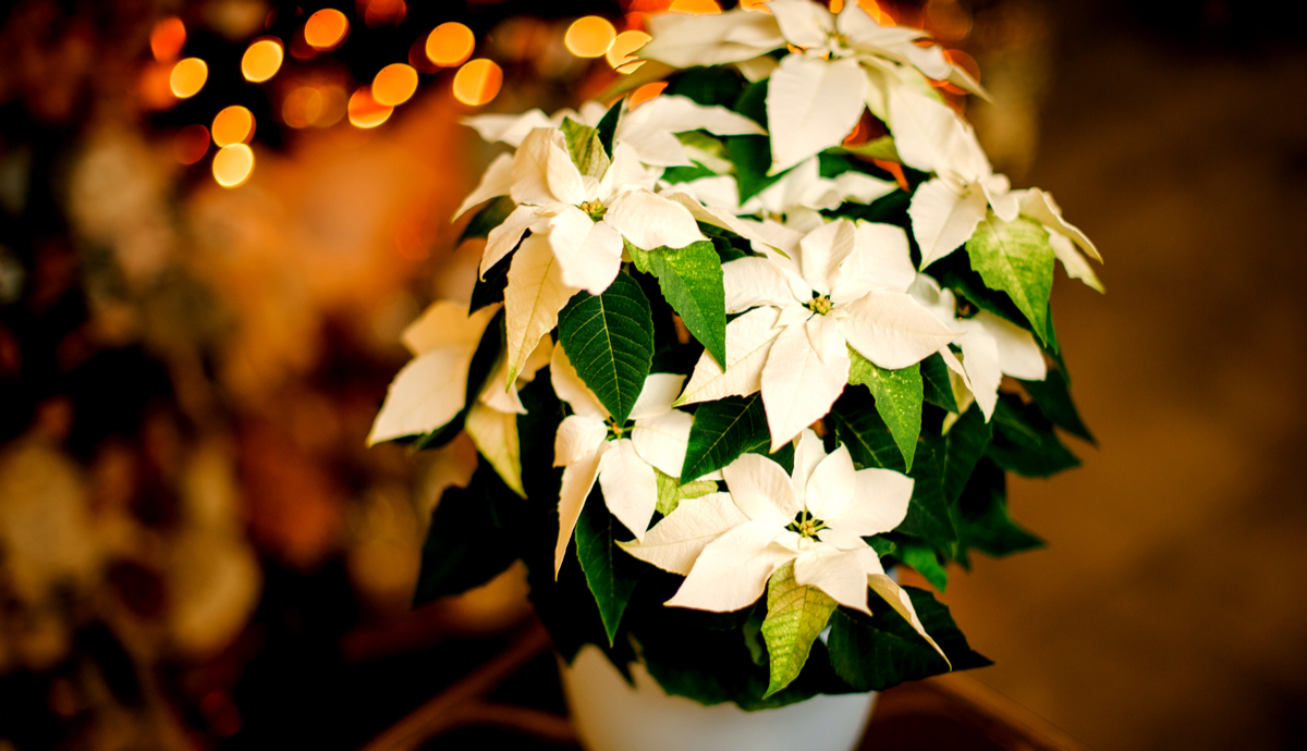 Live Plants Are the Biggest Trend in Restaurant Interior Design