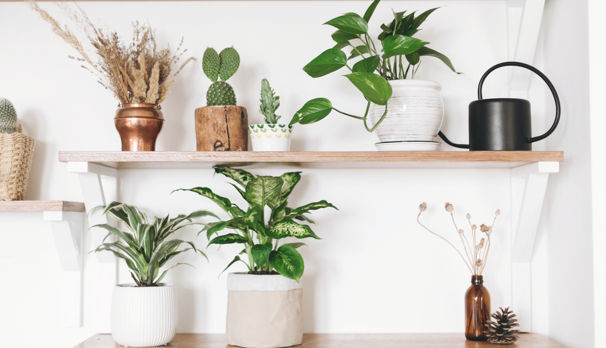The 5 Best Office Plants to Enhance Any Workspace