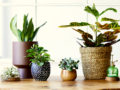 12 pretty small potted green plants to Spruce Up Your Space