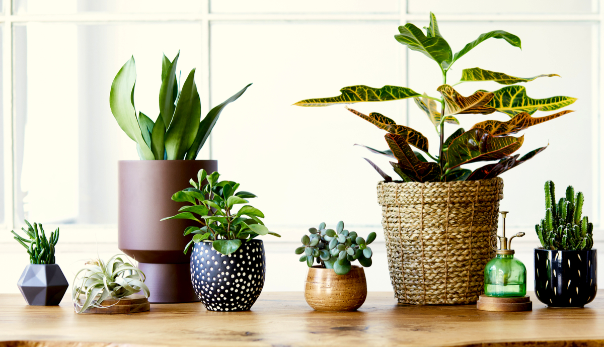 12 pretty small potted green plants to Spruce Up Your Space