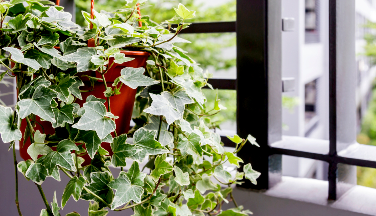 5 Office Plants for Low Light